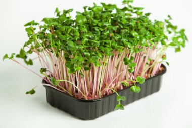 Canlı lahanalı yiyecekler. Evde mikro bitkiler yetişiyor. Vejetaryenler için çiğ bitkiler. Doğal detoks