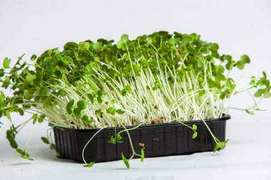 Canlı lahanalı yiyecekler. Evde mikro bitkiler yetişiyor. Vejetaryenler için çiğ bitkiler. Doğal detoks