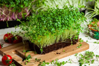 Canlı lahanalı yiyecekler. Evde mikro bitkiler yetişiyor. Vejetaryenler için çiğ bitkiler. Doğal detoks