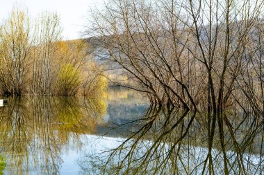 Avrupa 'da üç ve nehir olan güzel bir manzara. İlkbaharda inanılmaz doğa. Ne güzel dinlenme yeri. Sessiz yer