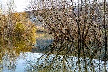Avrupa 'da üç ve nehir olan güzel bir manzara. İlkbaharda inanılmaz doğa. Ne güzel dinlenme yeri. Sessiz yer