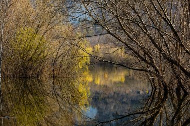 Avrupa 'da üç ve nehir olan güzel bir manzara. İlkbaharda inanılmaz doğa. Ne güzel dinlenme yeri. Sessiz yer