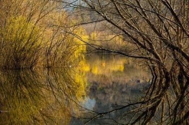 Avrupa 'da üç ve nehir olan güzel bir manzara. İlkbaharda inanılmaz doğa. Ne güzel dinlenme yeri. Sessiz yer