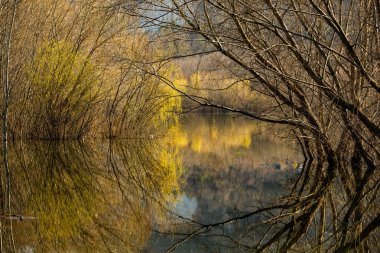 Avrupa 'da üç ve nehir olan güzel bir manzara. İlkbaharda inanılmaz doğa. Ne güzel dinlenme yeri. Sessiz yer