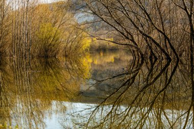 Avrupa 'da üç ve nehir olan güzel bir manzara. İlkbaharda inanılmaz doğa. Ne güzel dinlenme yeri. Sessiz yer