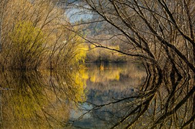 Avrupa 'da üç ve nehir olan güzel bir manzara. İlkbaharda inanılmaz doğa. Ne güzel dinlenme yeri. Sessiz yer