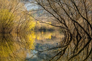 Avrupa 'da üç ve nehir olan güzel bir manzara. İlkbaharda inanılmaz doğa. Ne güzel dinlenme yeri. Sessiz yer