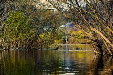 Avrupa 'da üç ve nehir olan güzel bir manzara. İlkbaharda inanılmaz doğa. Ne güzel dinlenme yeri. Sessiz yer