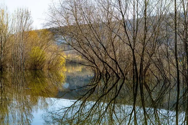 Schöne Landschaft Mit Drei Und Fluss Europa Erstaunliche Natur Frühling — Stockfoto