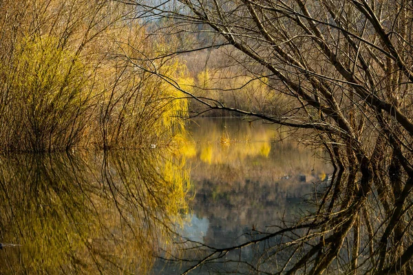 Schöne Landschaft Mit Drei Und Fluss Europa Erstaunliche Natur Frühling — Stockfoto