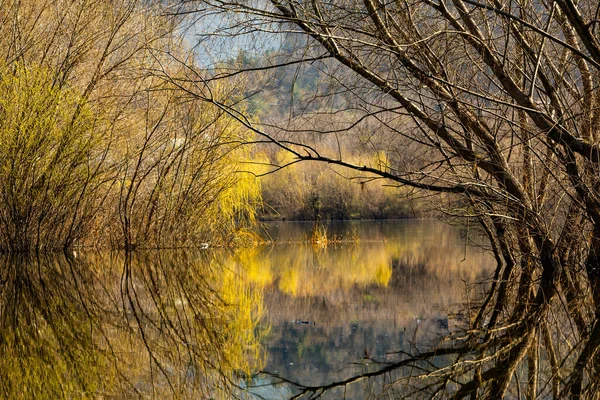 Schöne Landschaft Mit Drei Und Fluss Europa Erstaunliche Natur Frühling — Stockfoto