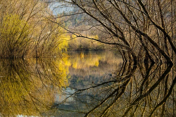 Schöne Landschaft Mit Drei Und Fluss Europa Erstaunliche Natur Frühling — Stockfoto