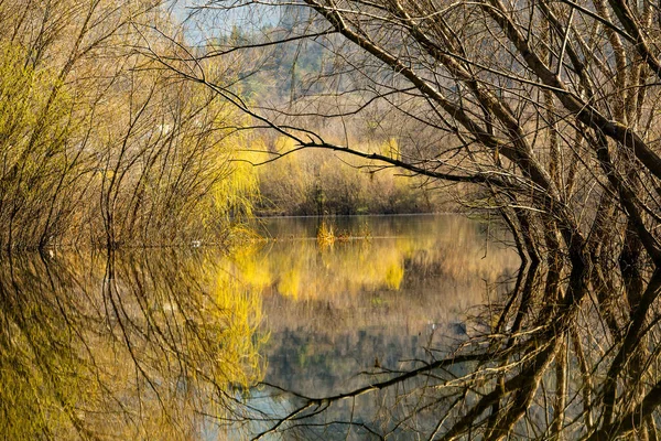 Schöne Landschaft Mit Drei Und Fluss Europa Erstaunliche Natur Frühling — Stockfoto