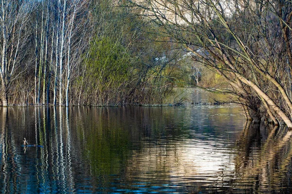 Schöne Landschaft Mit Drei Und Fluss Europa Erstaunliche Natur Frühling — Stockfoto