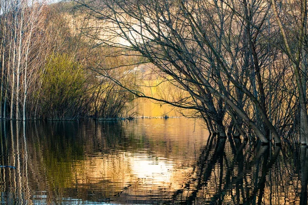 Schöne Landschaft Mit Drei Und Fluss Europa Erstaunliche Natur Frühling — Stockfoto