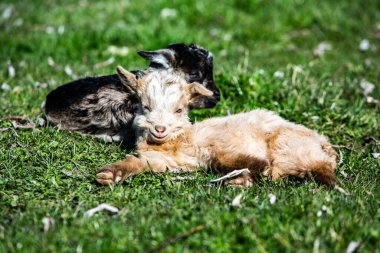 Bahar çimlerinde birlikte oynayan iki keçi yavrusu..