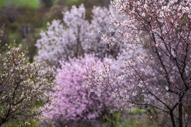 Bahar çiçeği arka planı. Çiçek açan ağaçla güzel bir doğa sahnesi. Bahar çiçekleri