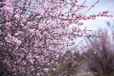 Bahar çiçeği arka planı. Çiçek açan ağaçla güzel bir doğa sahnesi. Bahar çiçekleri