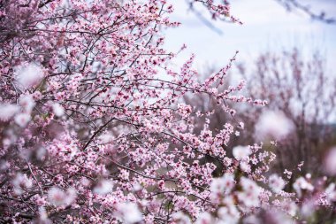 Bahar çiçeği arka planı. Çiçek açan ağaçla güzel bir doğa sahnesi. Bahar çiçekleri