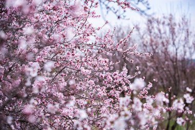 Bahar çiçeği arka planı. Çiçek açan ağaçla güzel bir doğa sahnesi. Bahar çiçekleri