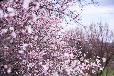 Bahar çiçeği arka planı. Çiçek açan ağaçla güzel bir doğa sahnesi. Bahar çiçekleri
