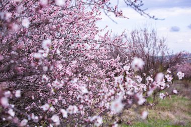 Bahar çiçeği arka planı. Çiçek açan ağaçla güzel bir doğa sahnesi. Bahar çiçekleri