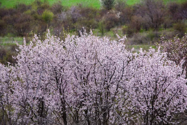 Весенний Цветочный Фон Сцена Природы Цветущим Деревом Весенние — стоковое фото