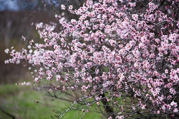 Frühlingsblüher Hintergrund Schöne Naturszene Mit Blühendem Baum Frühlingsblumen — Stockfoto