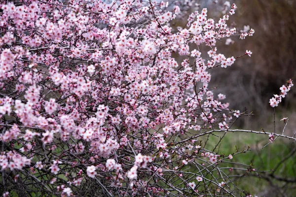 Fondo Flores Primavera Hermosa Escena Naturaleza Con Árbol Flor Flores —  Fotos de Stock