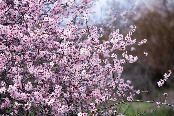 Fond Fleur Printemps Belle Scène Nature Avec Arbre Fleurs Fleurs — Photo