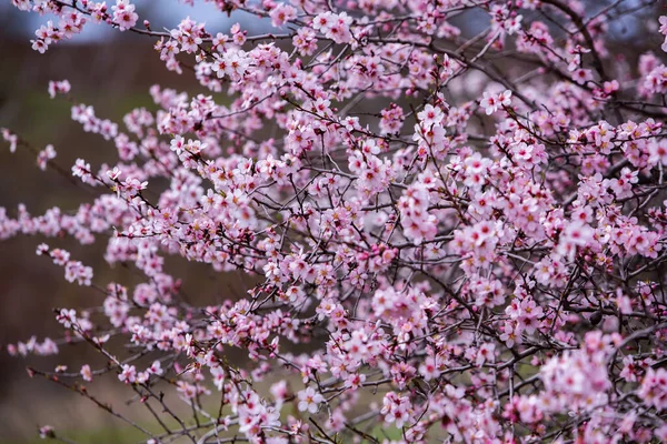 Fondo Flores Primavera Hermosa Escena Naturaleza Con Árbol Flor Flores —  Fotos de Stock