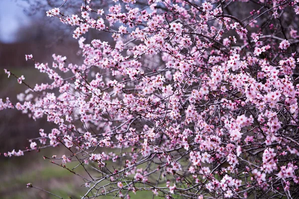 Fundo Flor Primavera Bela Cena Natureza Com Árvore Florescente Flores — Fotografia de Stock
