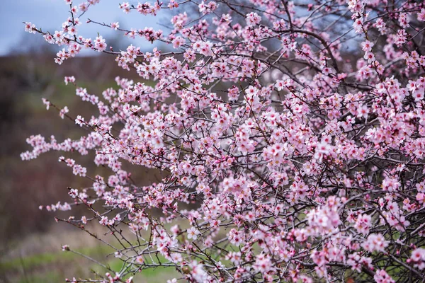 Tavaszi Virág Háttér Gyönyörű Természeti Jelenet Virágzó Fával Tavaszi Virágok — Stock Fotó