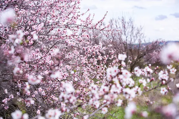 Voorjaarsbloesem Achtergrond Prachtige Natuur Met Bloeiende Boom Voorjaarsbloemen — Stockfoto