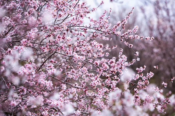 Voorjaarsbloesem Achtergrond Prachtige Natuur Met Bloeiende Boom Voorjaarsbloemen — Stockfoto