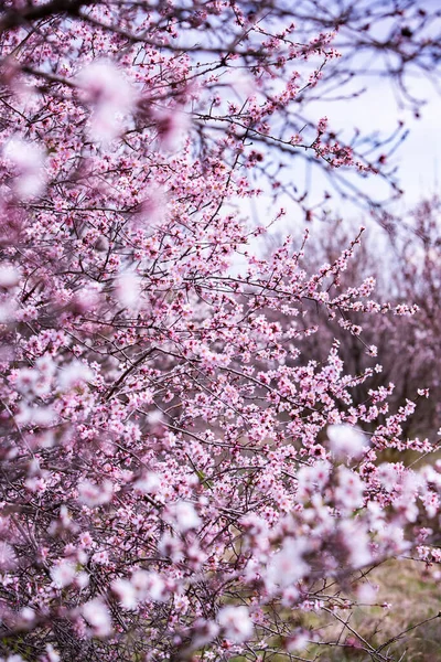 Sfondo Fiore Primavera Bella Scena Naturale Con Albero Fiore Fiori — Foto Stock