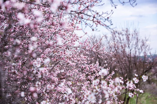 Sfondo Fiore Primavera Bella Scena Naturale Con Albero Fiore Fiori — Foto Stock