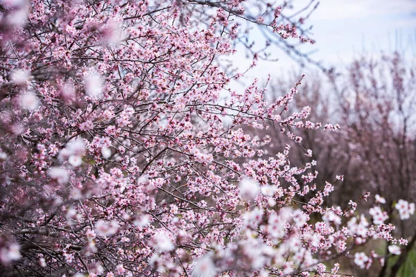 Fondo Flores Primavera Hermosa Escena Naturaleza Con Árbol Flor Flores —  Fotos de Stock