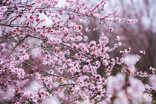 Fundo Flor Primavera Bela Cena Natureza Com Árvore Florescente Flores — Fotografia de Stock