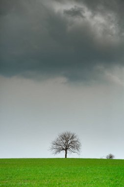 Karanlık bulutları ve mavi gökyüzü olan tek bir ağaç ve çim tarlası. Yaz manzarası Boş yeşil alanda yapayalnız ağaç kopya alanı ile.