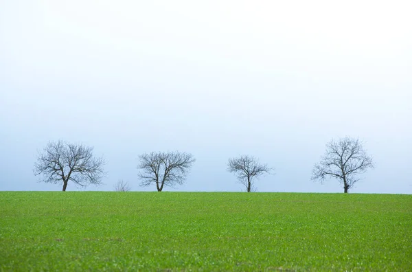 Single Tree Grass Field Dark Clouds Blue Sky Summer Landscape — Stock Photo, Image