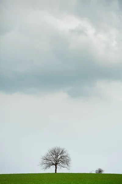 Single Tree Grass Field Dark Clouds Blue Sky Summer Landscape — Stock Photo, Image