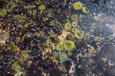 Kaliforniya 'nın Monterey şehrindeki Pasifik Okyanusu kıyısında. Amerika Birleşik Devletleri. Güneşli bir günde güzel bir sahil. Okyanus manzarası.