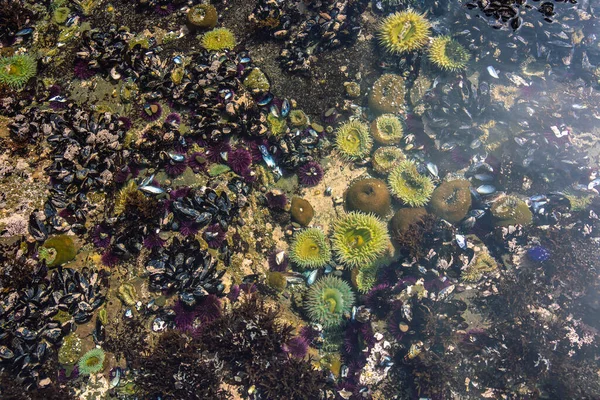 Kaliforniya 'nın Monterey şehrindeki Pasifik Okyanusu kıyısında. Amerika Birleşik Devletleri. Güneşli bir günde güzel bir sahil. Okyanus manzarası.