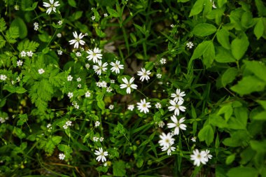 Bahar yeşili orman. Bir sürü genç ağaç gölgeler bırakıyor, Moldova, Avrupa 'da güzel bir ormanda gün doğuyor. Güzel yeşil manzara. Doğa.