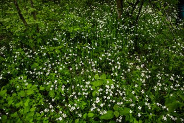 Bahar yeşili orman. Bir sürü genç ağaç gölgeler bırakıyor, Moldova, Avrupa 'da güzel bir ormanda gün doğuyor. Güzel yeşil manzara. Doğa.