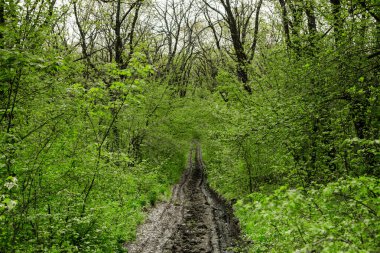 Bahar yeşili orman. Bir sürü genç ağaç gölgeler bırakıyor, Moldova, Avrupa 'da güzel bir ormanda gün doğuyor. Güzel yeşil manzara. Doğa.