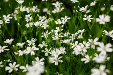 Bahar yeşili orman. Bir sürü genç ağaç gölgeler bırakıyor, Moldova, Avrupa 'da güzel bir ormanda gün doğuyor. Güzel yeşil manzara. Doğa.