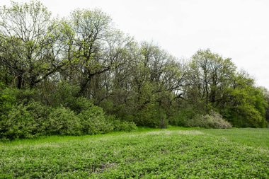 Bahar yeşili orman. Bir sürü genç ağaç gölgeler bırakıyor, Moldova, Avrupa 'da güzel bir ormanda gün doğuyor. Güzel yeşil manzara. Doğa.