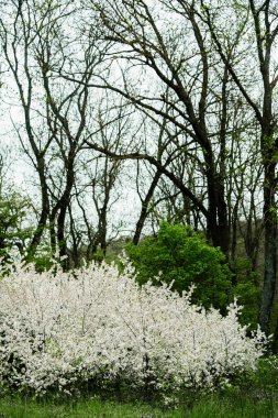 Bahar yeşili orman. Bir sürü genç ağaç gölgeler bırakıyor, Moldova, Avrupa 'da güzel bir ormanda gün doğuyor. Güzel yeşil manzara. Doğa.
